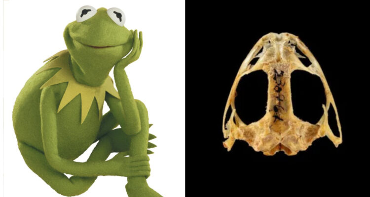 Científicos nombran fósil de 270 millones de años en honor a la rana “René” de Los Muppets