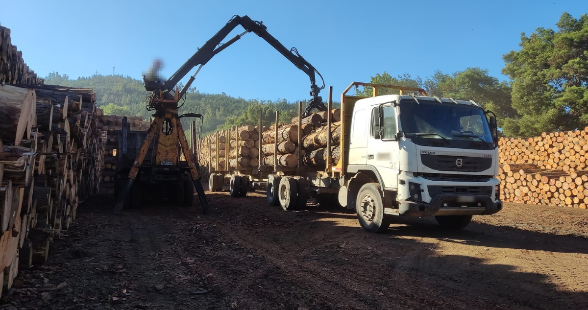 Empresa maderera de Lota podría pagar más de $10 mil millones por incumplir normativa ambiental
