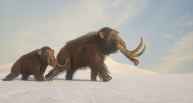 Más cerca de revivir al mamut: científicos logran convertir células de elefante a estado embrionario