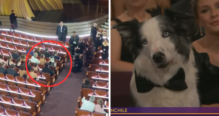 Messi, el perro actor que se robó las miradas en los Oscar: grabaron sus imágenes para evitar estrés