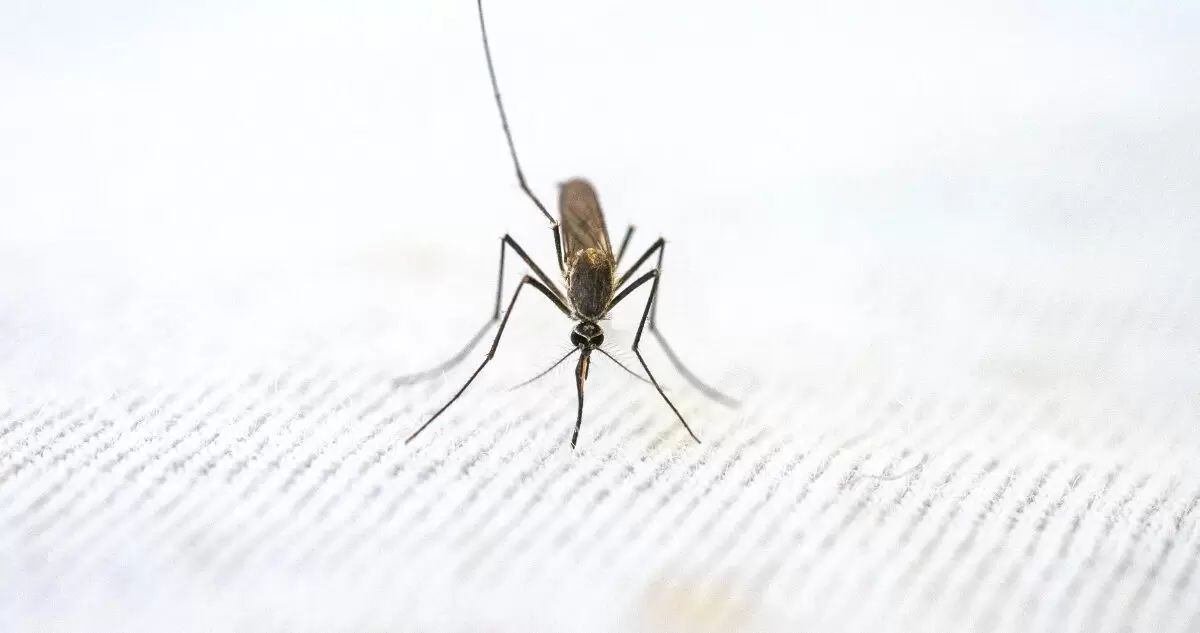 Minsal anuncia extensión de la alerta sanitaria preventiva por mosquito que transmite el dengue