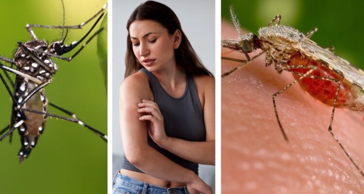 Cómo reconocer a los mosquitos del Dengue y Malaria que mantienen a Chile con Alerta Sanitaria.