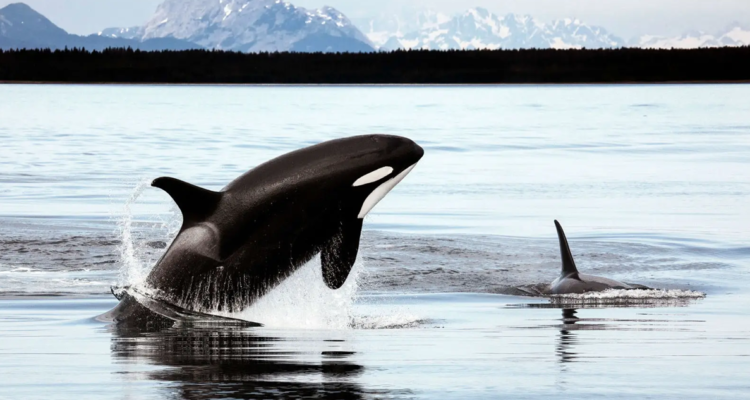 El video es una prueba de que una orca no necesita cazar en grupo para acabar con un tiburón, preocupando a los científicos.