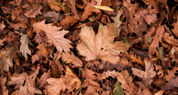 Equinoccio de otoño, cuando el día y la noche tengan la misma duración en todo el mundo: ¿cuándo es?
