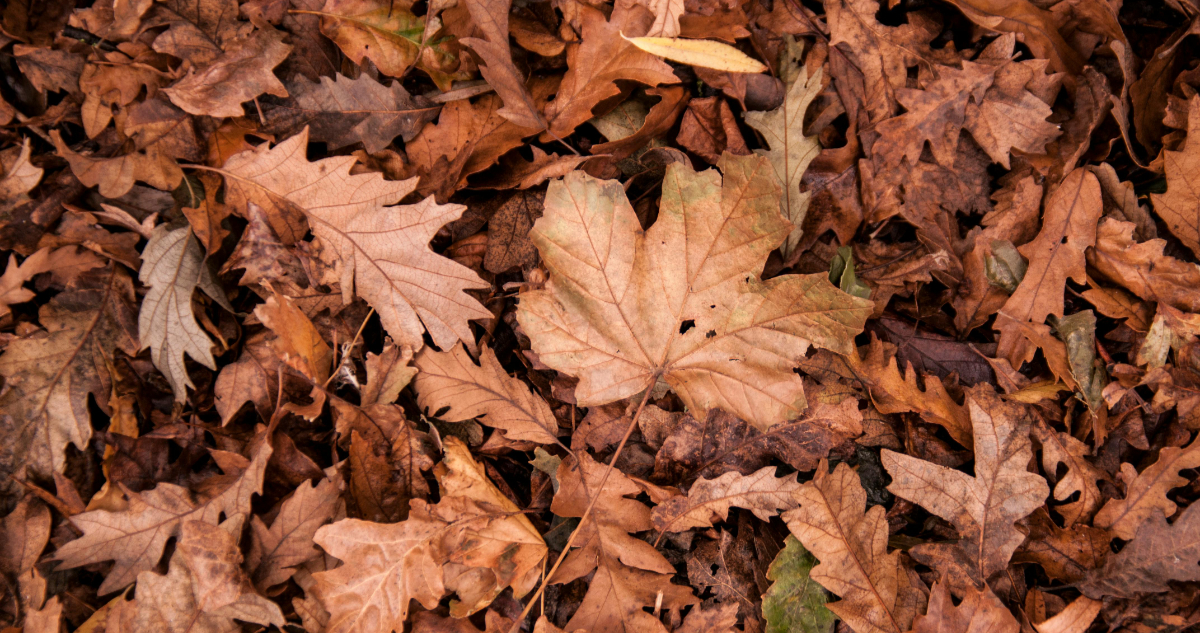 Equinoccio de otoño, cuando el día y la noche tengan la misma duración en todo el mundo: ¿cuándo es?