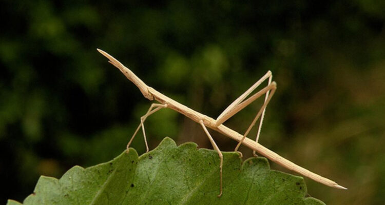 La ciencia lo explica: ¿por qué existe el mito de que los ‘palotes’ pican el cerebro a la gente?