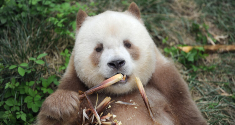 ¿Misterio resuelto?: Científicos descubren por qué en el mundo existen siete raros pandas cafés