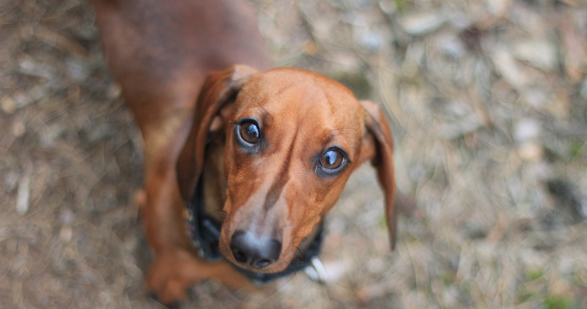 Alemania aclara proyecto de ley que incluye a perros salchichas