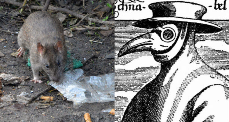 Mató a un hombre en pleno 2024: ¿qué es la ‘Peste Negra’ y por qué sigue existiendo?