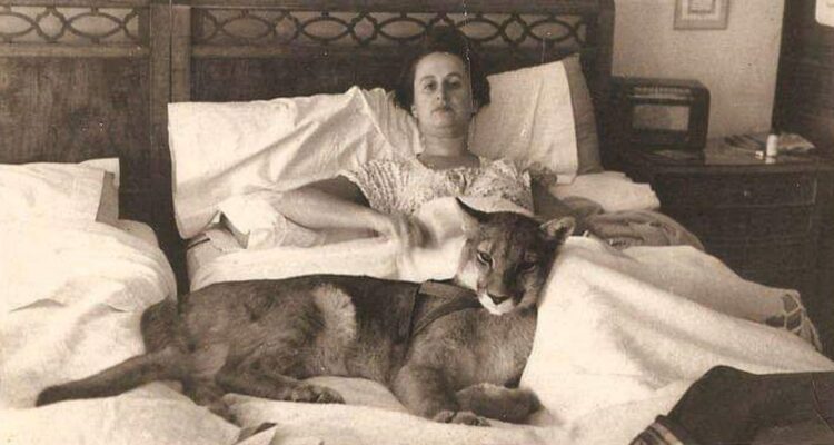 La historia de Pirulo: puma fue mascota en La Reina, comía medio caballo semanal y murió de pena