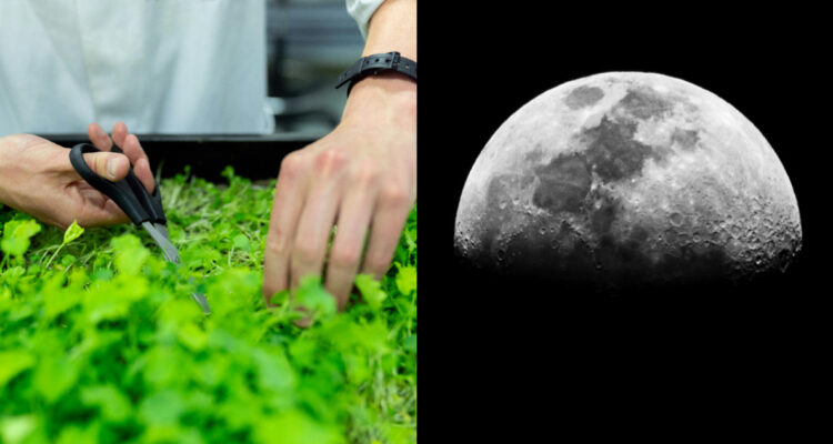 Proyecto LEAF: Astronautas de la NASA llevarán plantas a la Luna para estudiar cultivos espaciales