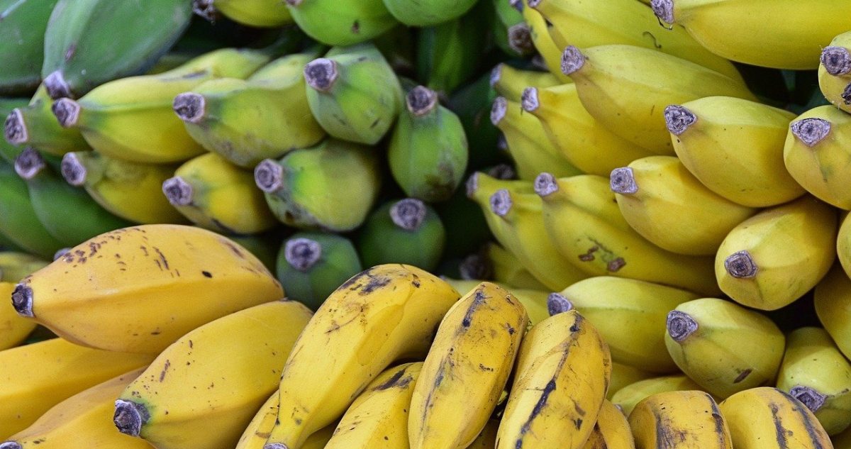 A medida que pasan los años, el calentamiento global afectará la producción y precio de los plátanos.