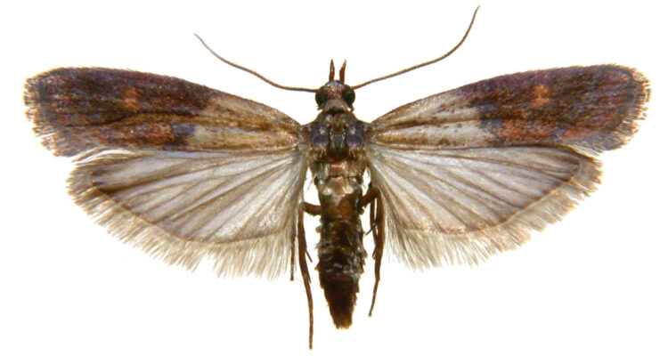 Identifican una “polilla invasora” en la Antártica chilena que amenaza al mosquito y la mosca