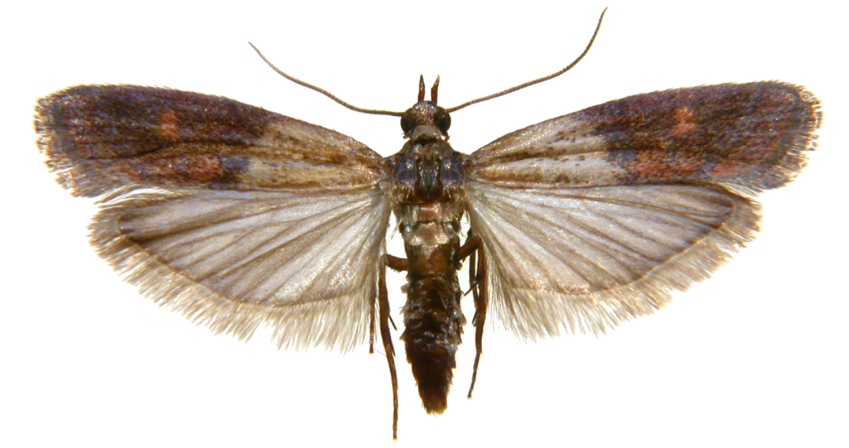 Identifican una “polilla invasora” en la Antártica chilena que amenaza al mosquito y la mosca