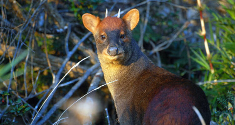 Científicos de Chile, Perú y Brasil descubren una nueva especie viva de pudú, el “Pudella carlae”