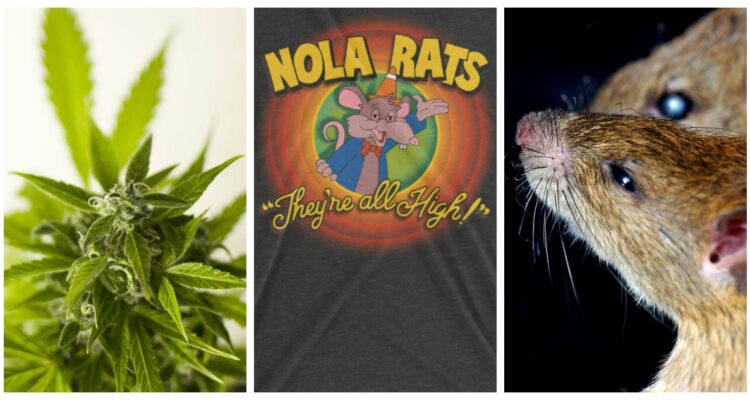 “Las ratas que comen nuestra marihuana están todas drogadas”, reveló la superintendente de Policía Anne Kirkpatrick, de Nueva Orleans, EEUU.