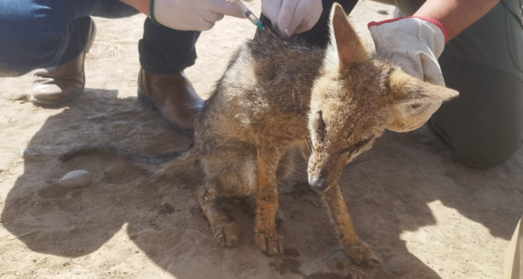 rescate zorro chilla en Talca