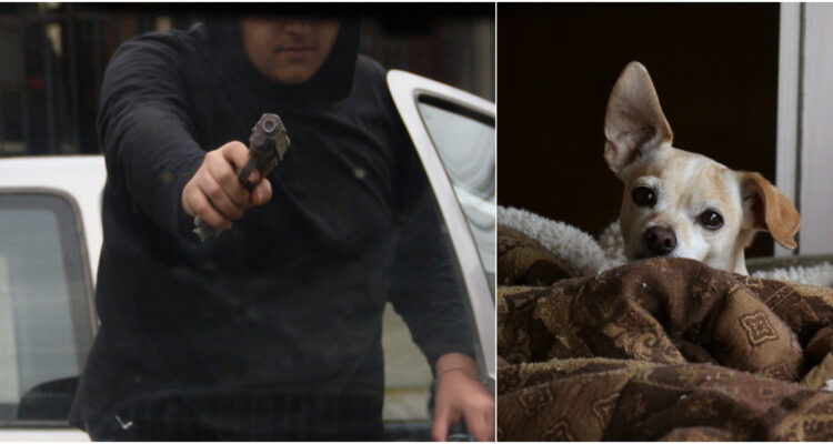 Riesgo de compra-venta informal: Transacción por chihuahua derivó en atraco y cárcel por robo de perro