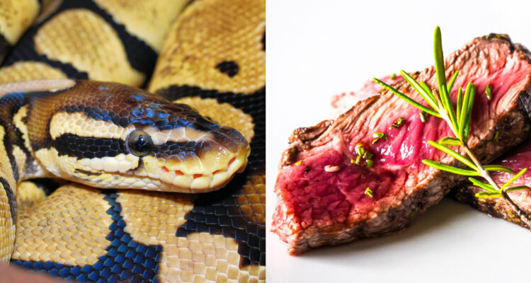 ¿Filete de Pitón?: Científicos sugieren que humanos coman serpientes como “alternativa ecológica”