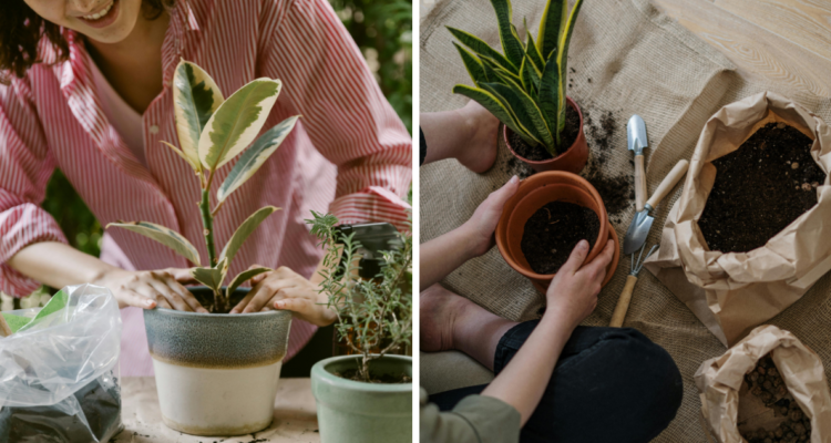 Usar plantas para decorar el jardín y dar vida a las habitaciones, vuelve el hogar más acogedor y contribuyen a la salud mental.