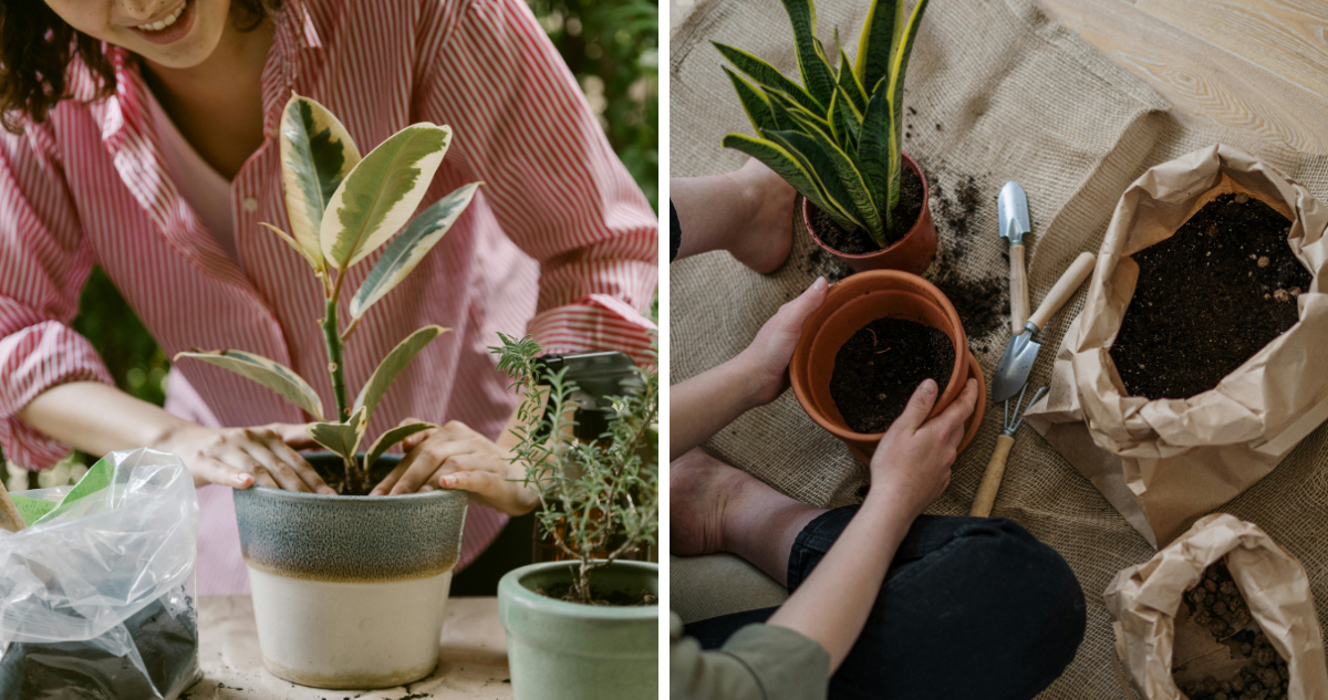 Usar plantas para decorar el jardín y dar vida a las habitaciones, vuelve el hogar más acogedor y contribuyen a la salud mental.