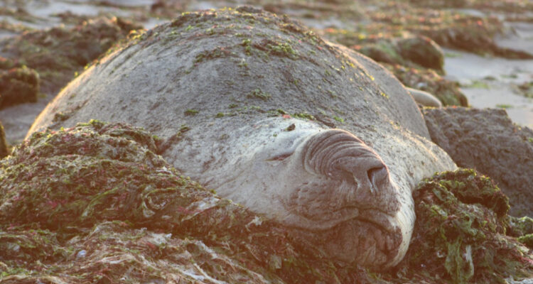 La historia de “Trompito”, el elefante marino que visita Caldera todos los años para cambiar su piel