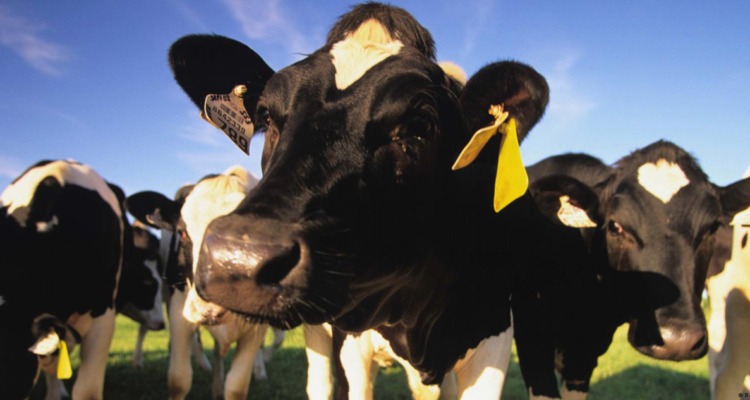 Esta es la primera vez que científicos consiguen la producción de insulina “humana” en la leche de una vaca modificada genéticamente.