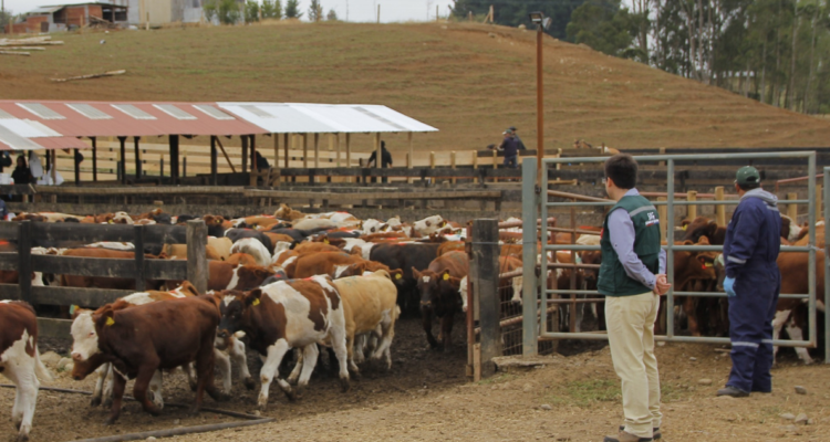 vacas influenza aviar