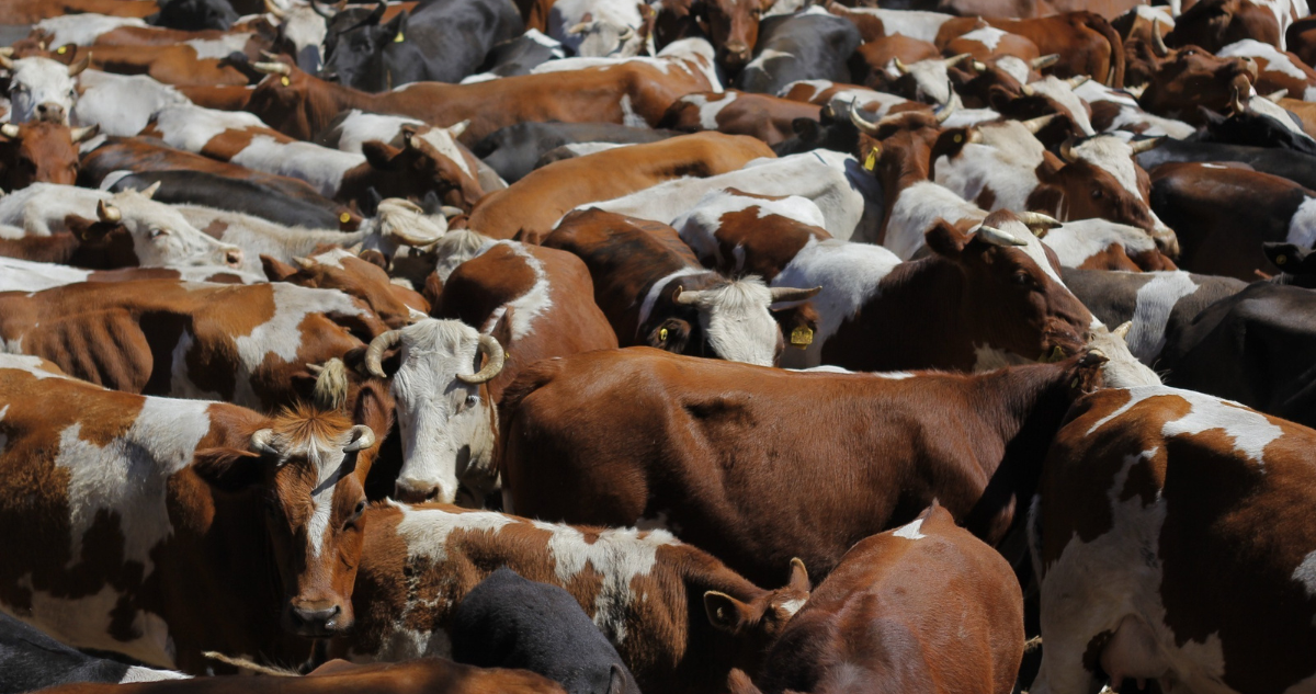 vacas lecheras influenza aviar