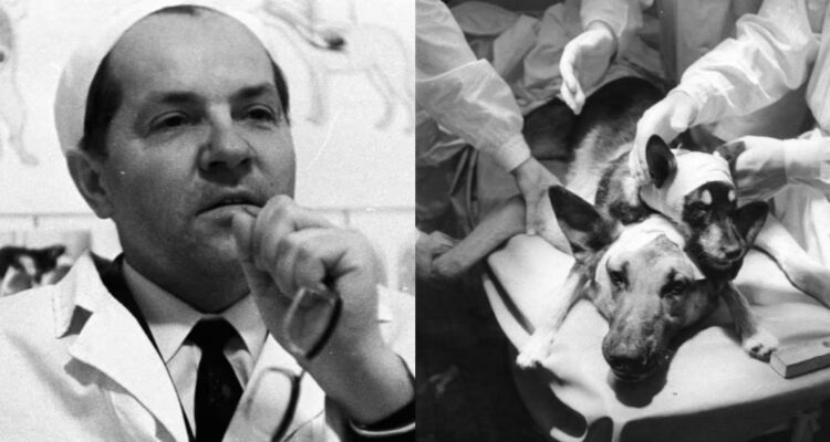 Vladimir Demikhov, el cirujano pionero en trasplantes, pero más conocido por su perro de dos cabezas
