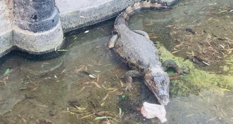 Con el hocico lesionado: detienen por maltrato animal a hombre que tenía un yacaré en su patio