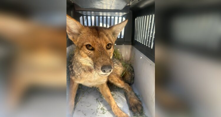 Rescatan a un zorro culpeo juvenil en Las Condes: estaba herido por perros y trampa artesanal