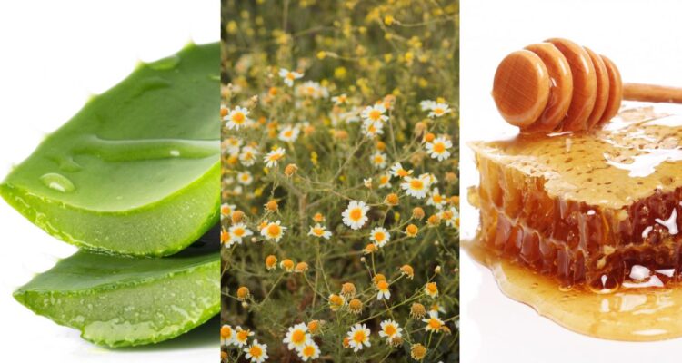 Fitoterapia: cómo la aloe vera, la miel y la manzanilla ayudan en el tratamiento de cicatrices