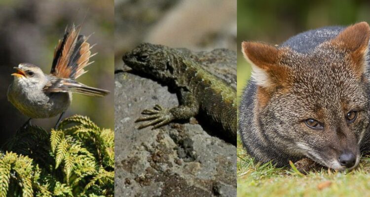 Están en peligro de extinción: estos son 5 animales de los animales más amenazados en Chile