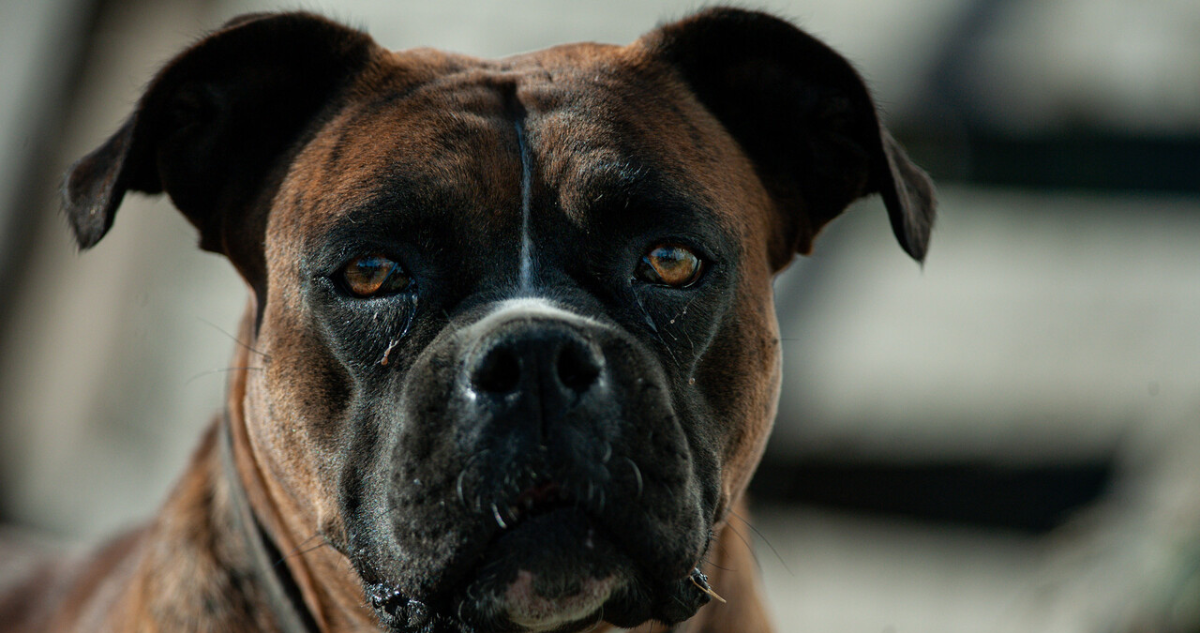 Productores lecheros critican rechazo a caza de perros asilvestrados