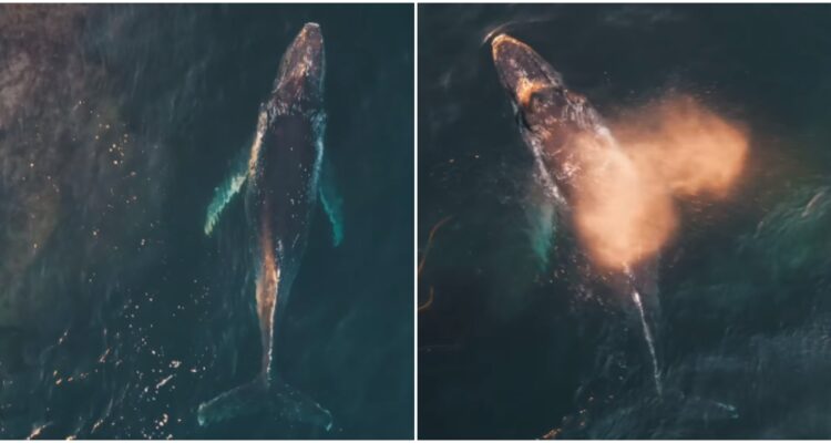 Avistamiento de ballena jorobada