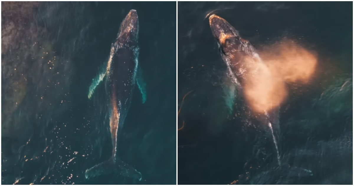 Avistamiento de ballena jorobada