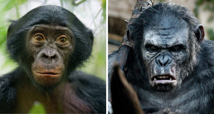 Los bonobos son conocidos por ser animales tranquilos, a diferencia de los chimpancés, más propensos a la violencia. Sin embargo, gracias a un estudio esta especie tiende a ser más agresiva.