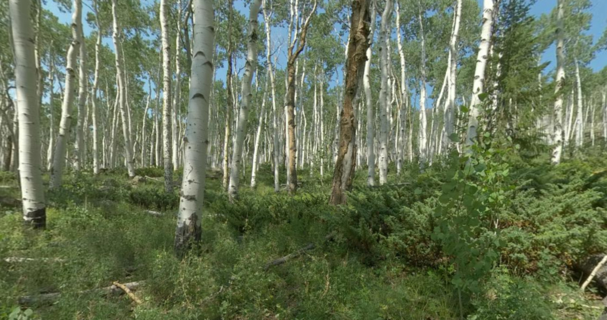 Bosque de álamos "Pando"