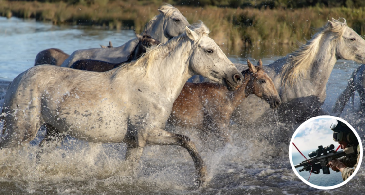 Autoridades australianas iniciaron un programa para sacrificar caballos salvajes en el parque nacional Kosciuszko, con el fin de proteger su ecosistema. La medida se realizará mediante disparos por francotiradores.