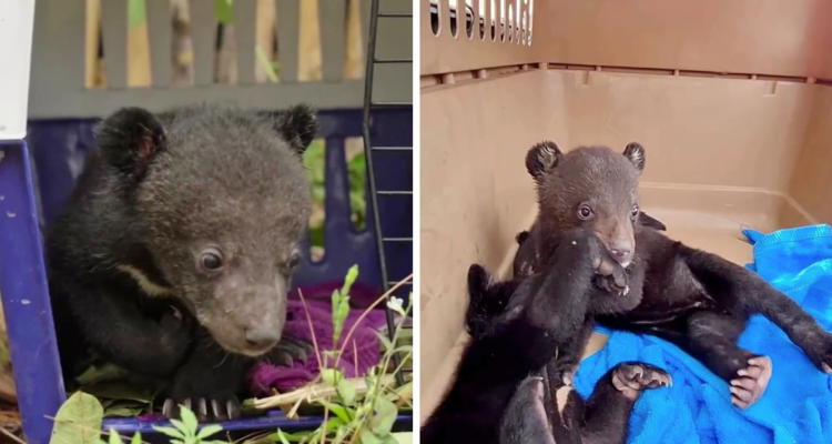 En marzo 16 cachorros de oso fueron rescatados de un comerciante ilegal y actualmente están recuperándose en el santuario Luang Prabang, en Laos, Asia.