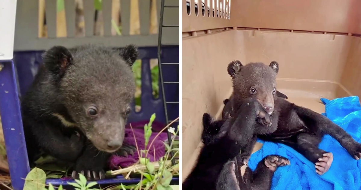 En marzo 16 cachorros de oso fueron rescatados de un comerciante ilegal y actualmente están recuperándose en el santuario Luang Prabang, en Laos, Asia.
