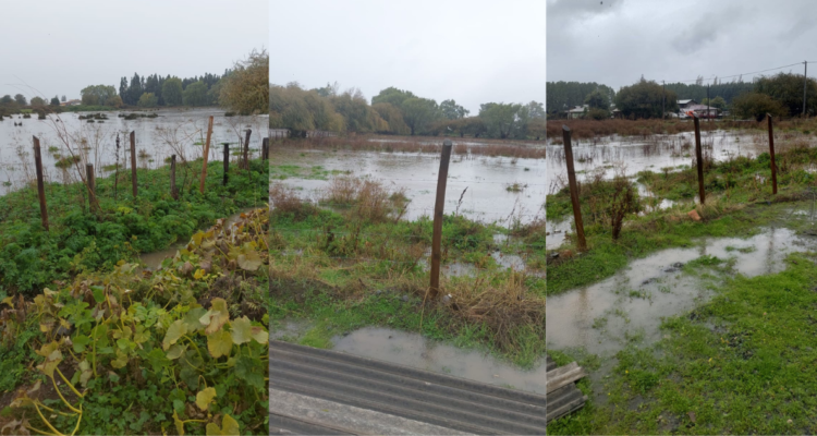 Cedidas a RBB Los Ángeles