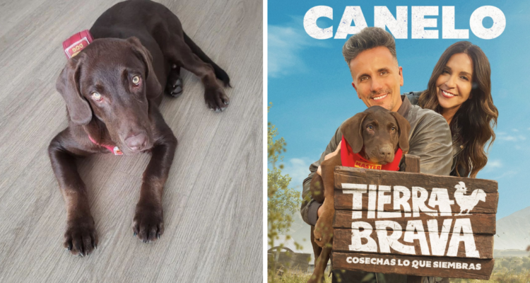 Canelo, mascota de Tierra Brava