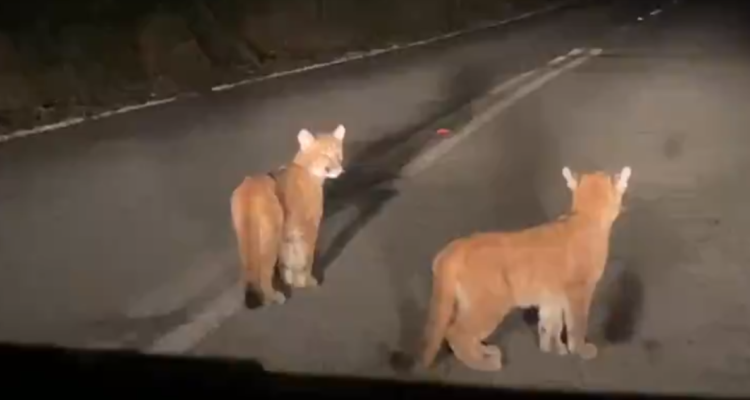 avistan a dos cachorros pumas en plena carretera en Río Bueno