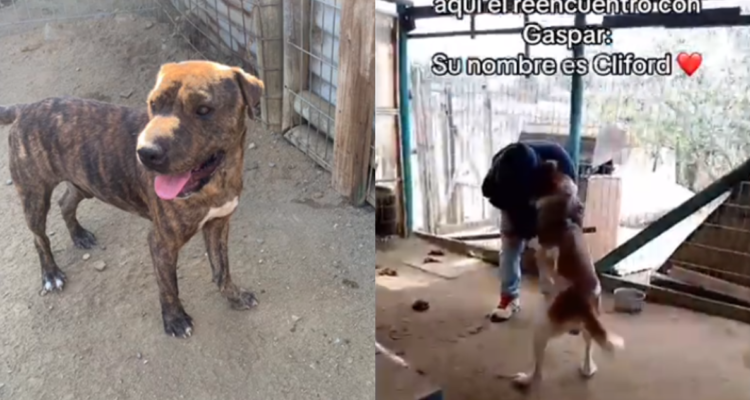 La historia de 2 perritos hermanos que juntos sobrevivieron a incendios: se reencontraron con su dueño