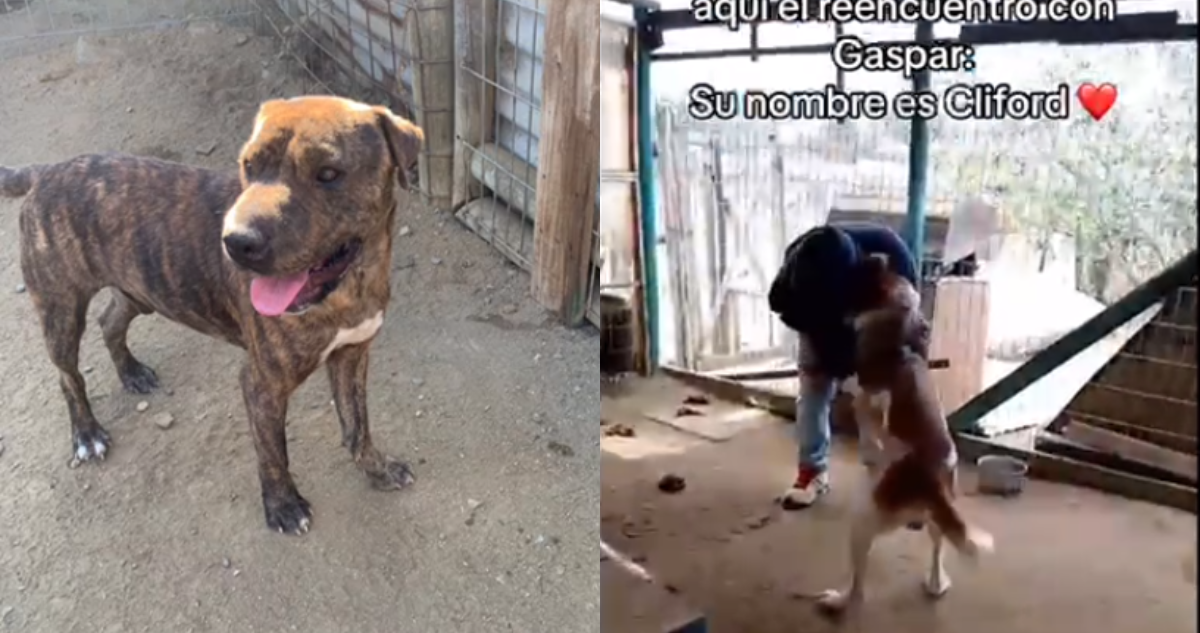 La historia de 2 perritos hermanos que juntos sobrevivieron a incendios: se reencontraron con su dueño