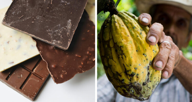 imágenes contexto de chocolate y cacao