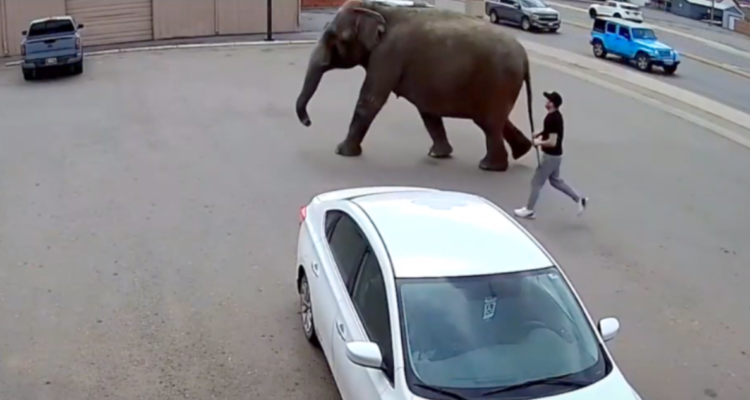 A través de un video de una cámara de vigilancia, se ve como un elefante camina por un estacionamiento mientras un hombre lo sigue.