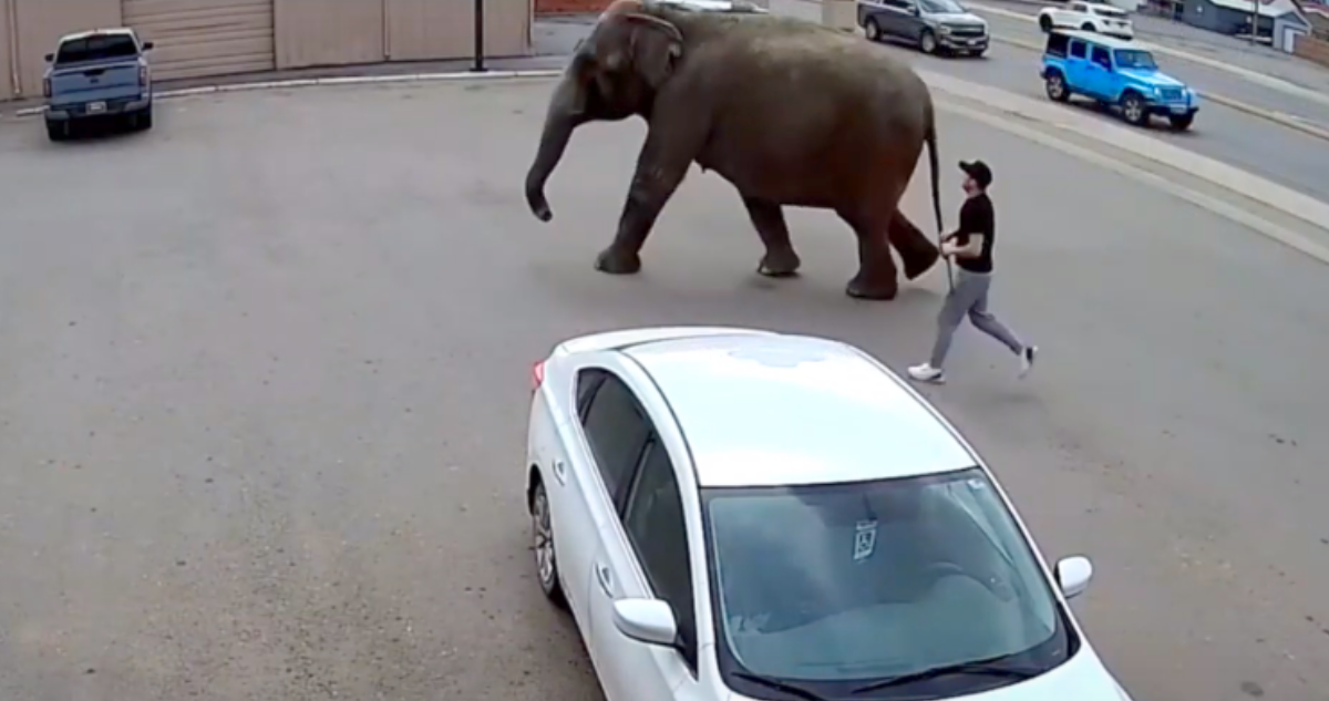 A través de un video de una cámara de vigilancia, se ve como un elefante camina por un estacionamiento mientras un hombre lo sigue.